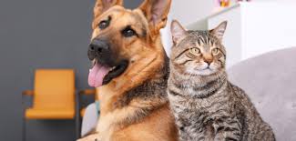 CLÍNICA VETERINÁRIA - PET SHOP EM QUIRINÓPOLIS